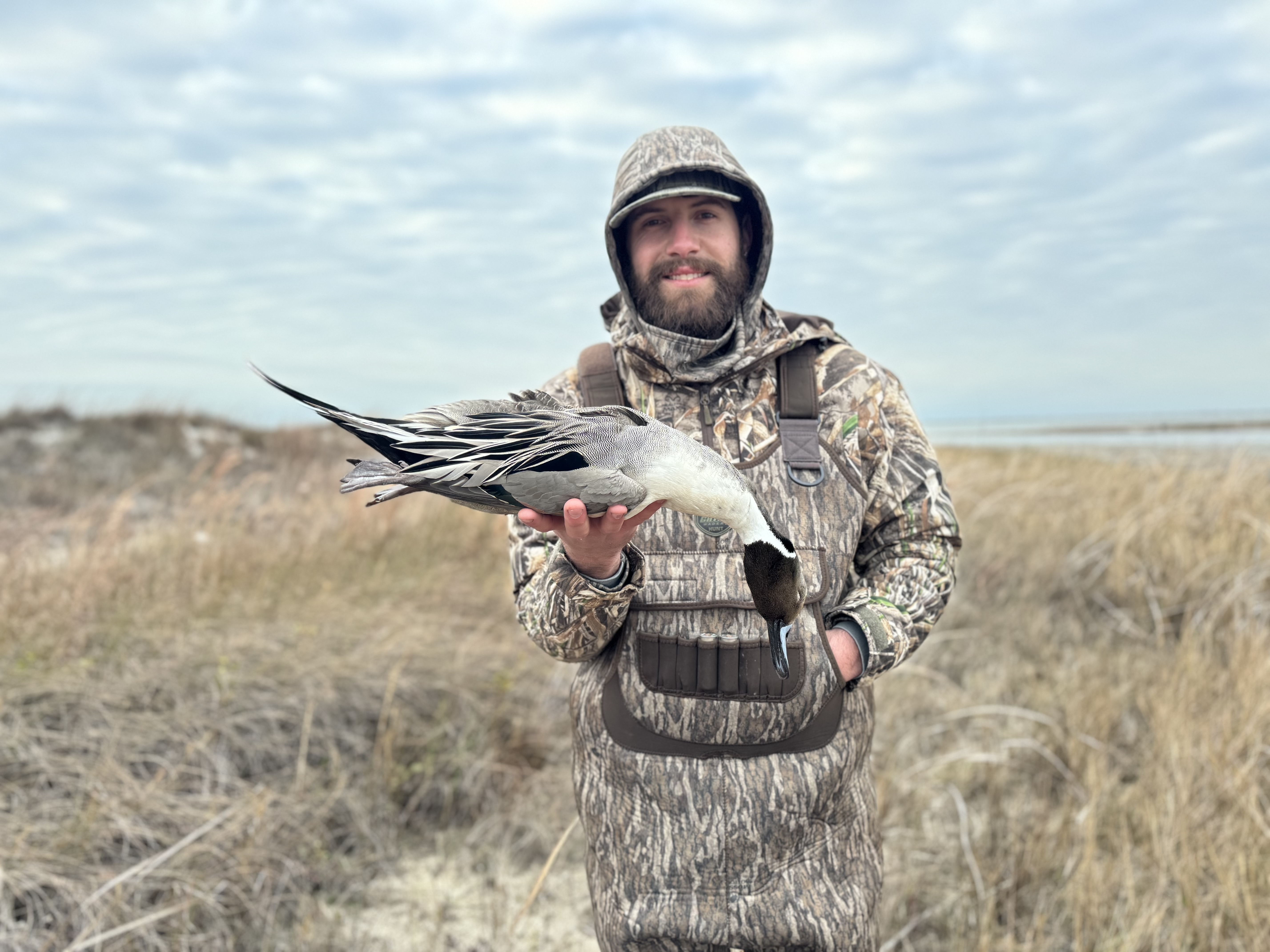 Pintail duck hunting Texas coast
