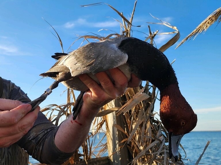 Redhead duck hunting Texas coast